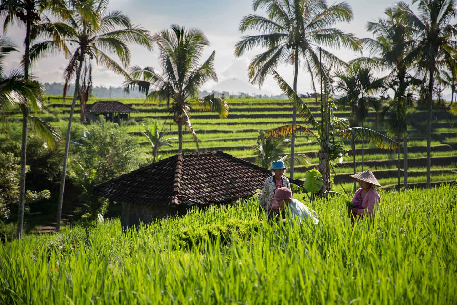 Bali-Indonesia-Jatiluwih-rice